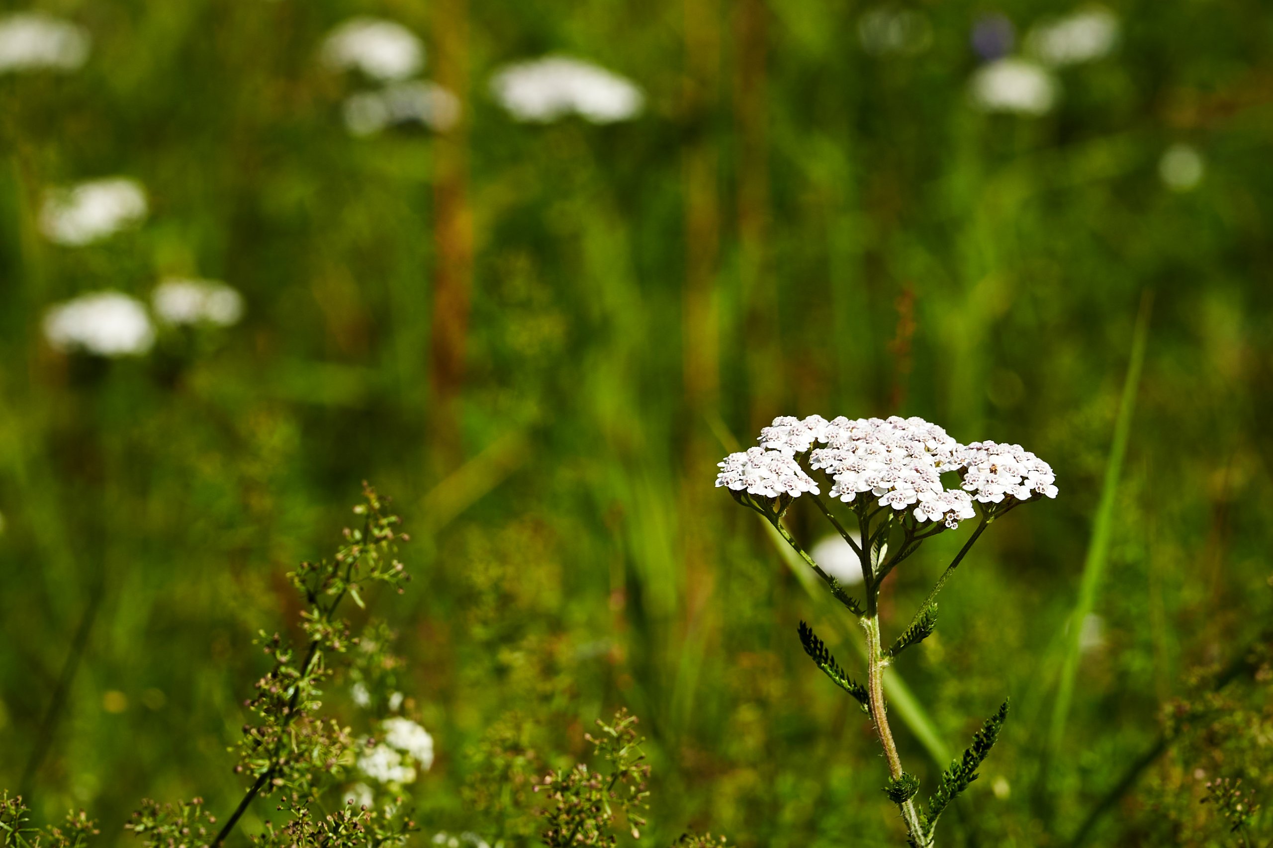 2022 07 22 Sverige 0855